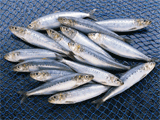 鰯(いわし)01